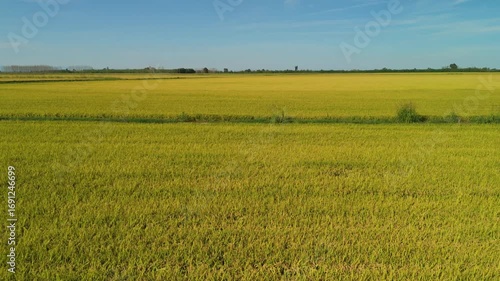 Aerial view, taken by a drone, of the paddy fields ready to be harvested in Lomellina, northern Italy. Lomellina is a countryside area between Piedmont and Lombardy Regions (Northern Italy).