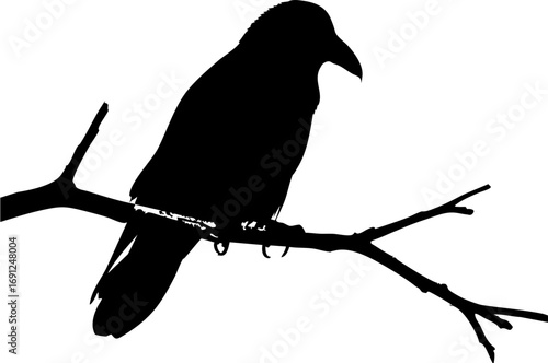 Striking raven perched on branch, a symbol of mystery and intelligence in nature's stark beauty