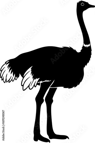 Elegant ostrich illustration ideal for safari adventures, educational resources, and wildlife projects