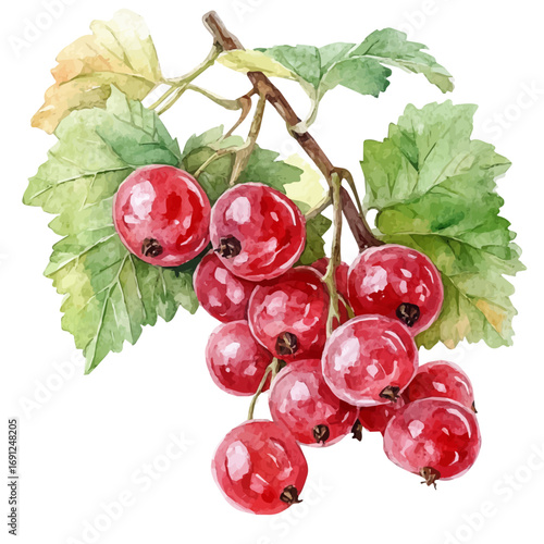 Currant, watercolor clipart vector, isolated on a white background.
