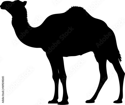 Majestic camel silhouette for travel adventure designs, desert landscapes, or exotic animal projects