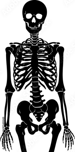 Detailed anatomical human skeleton graphic for educational and medical presentations