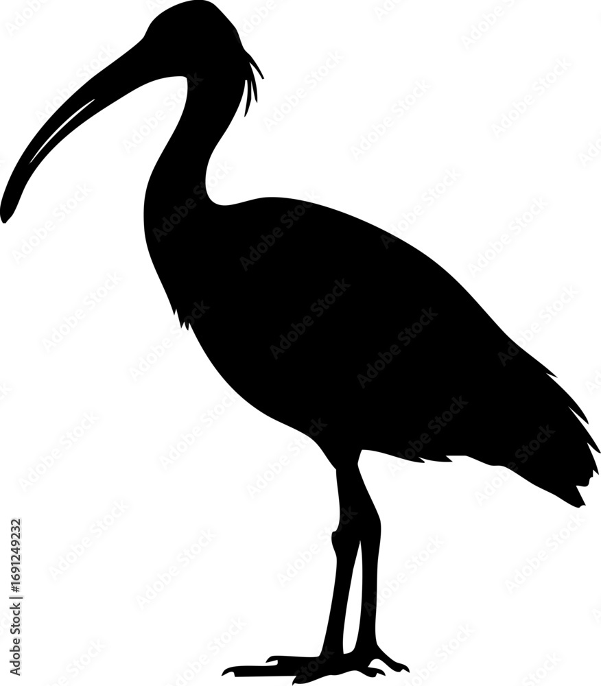 Fototapeta premium Elegant ibis silhouette poised gracefully with long curved beak, symbolizing nature and wildlife beauty