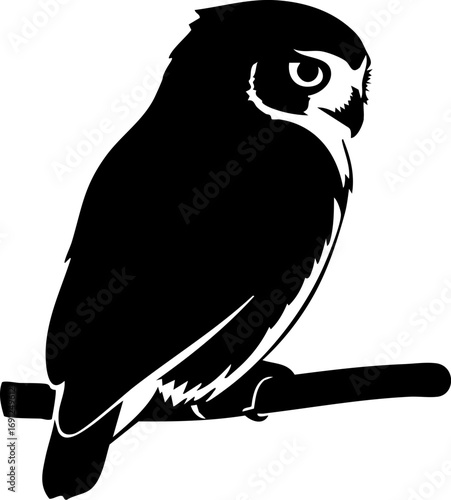 Majestic owl perched on branch, symbolizing wisdom and knowledge for educational and nature themes.