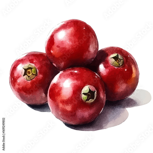 watercolor of Cranberry, vector, isolated on a white background.