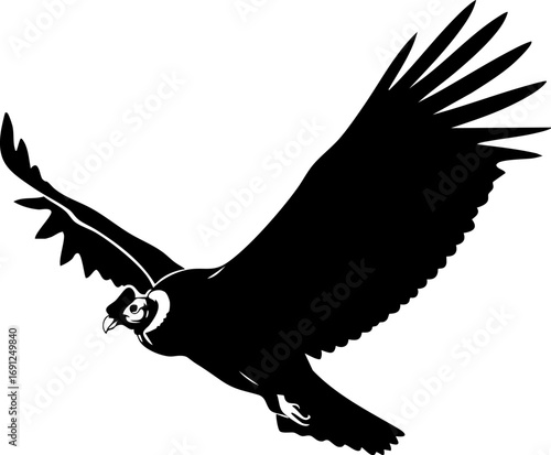 Majestic Andean condor soars with powerful wings spread wide in a dynamic flight pose