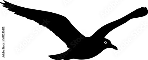 Graceful seagull soaring freely with wings outstretched in dynamic flight across the sky