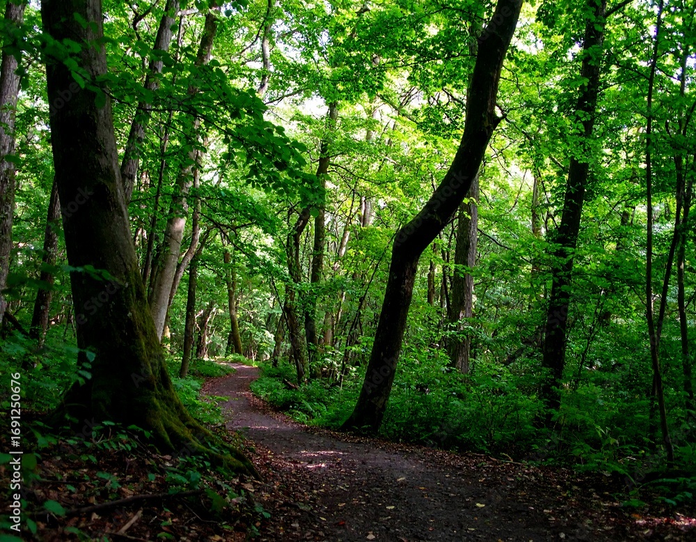 Naklejka premium Lush forest path in sunlight
