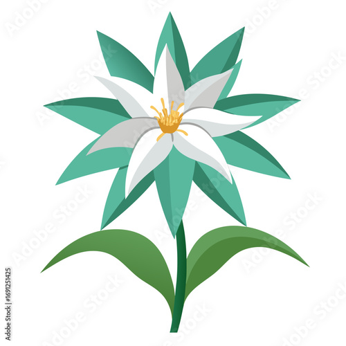 Edelweiss isolated on white