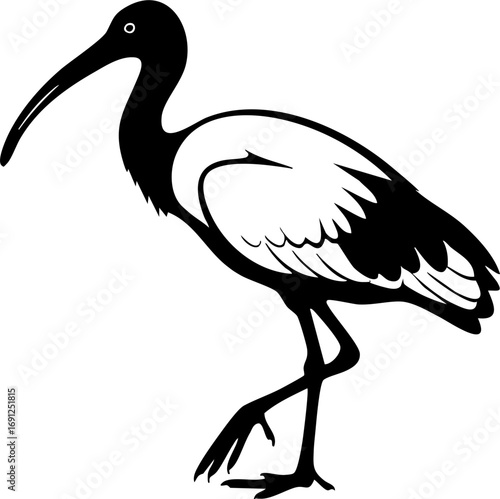 Elegant ibis bird with long curved beak gracefully walks, showcasing natural beauty and wildlife
