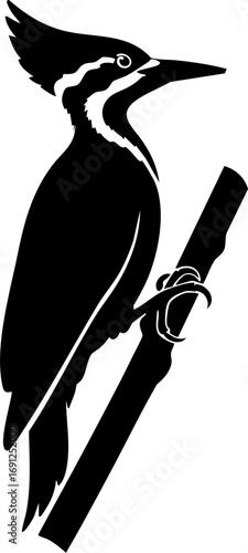 Elegant bird perched on branch, striking silhouette for nature design and wildlife concepts