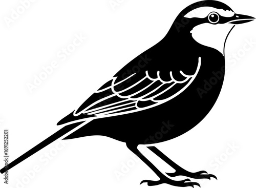 Elegant black and white bird silhouette poised for flight, a symbol of freedom and nature's grace
