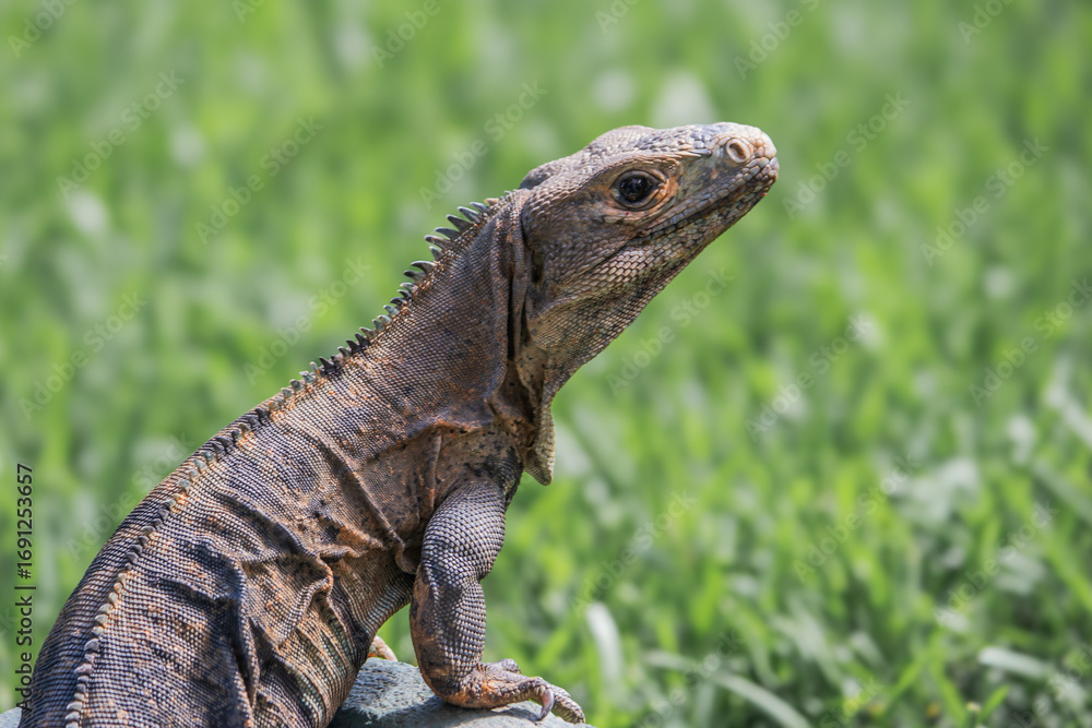 Obraz premium Black Spiny-Tailed Iguana in Costa Rica