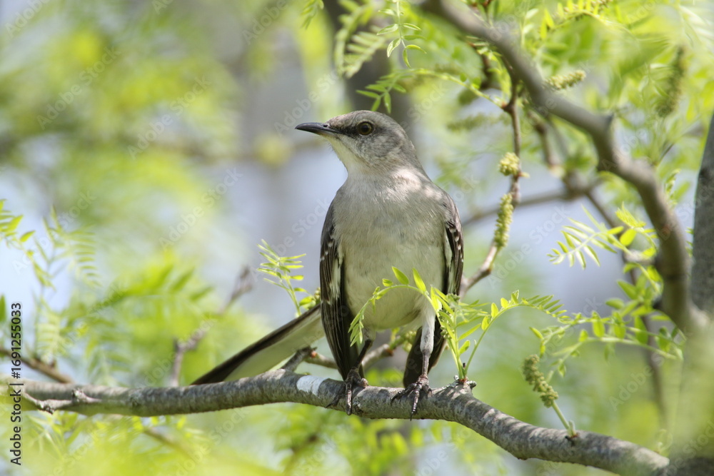 Obraz premium northern mockingbird bird in its natural landscape 