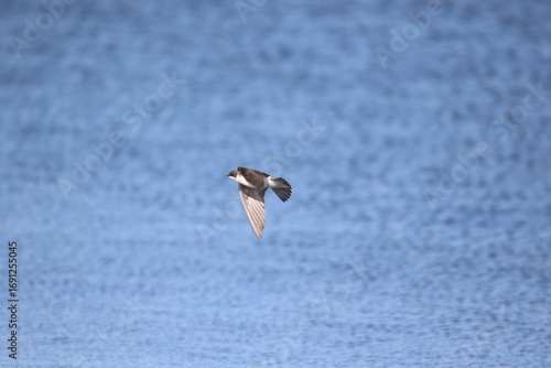 northern rough winged swallow bird in flight