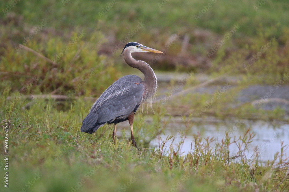 Fototapeta premium great blue heron bird in its natural landscape 