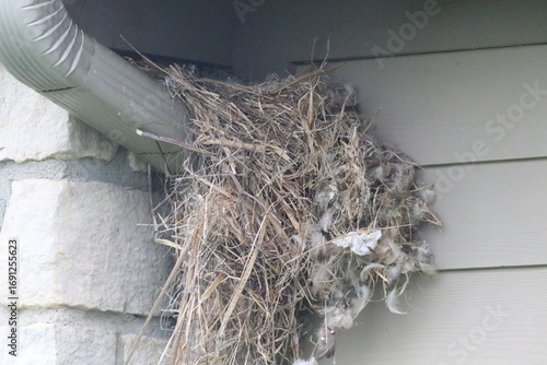 bird nest being built on downspout gutter of house