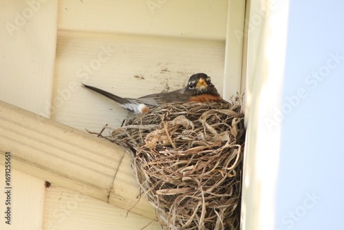 american robin bird sitting in nest built on gutter