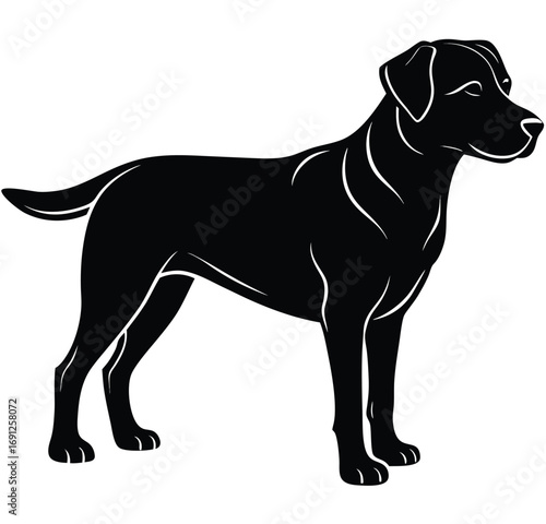 A young, cute black Labrador Retriever puppy, a purebred domestic animal, is shown in a portrait