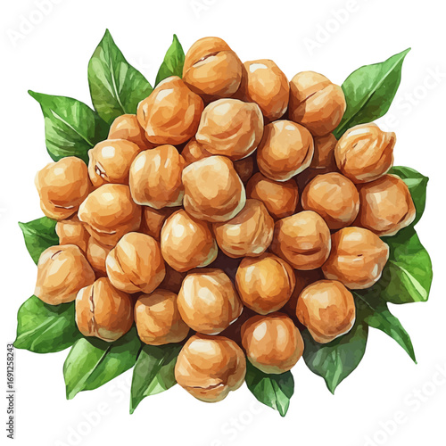 Chickpeas, watercolor drawing vector, isolated on a white background.