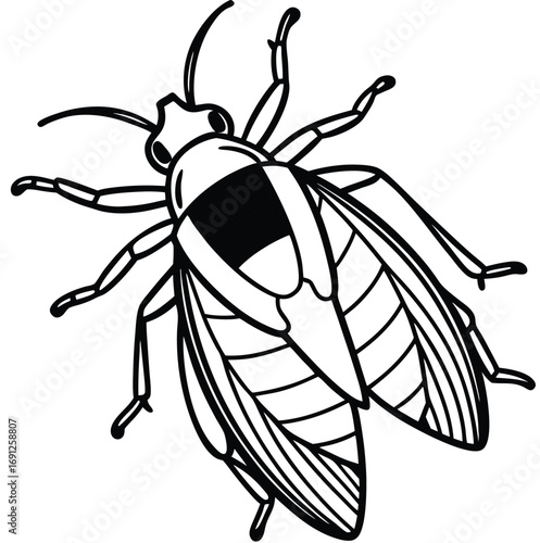 A macro closeup of a black beetle with antennae isolated on a white