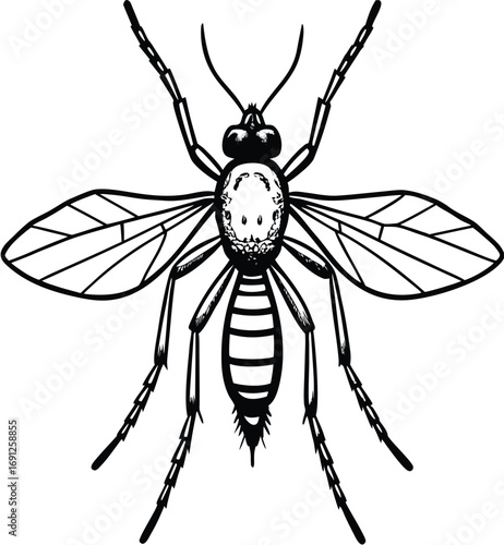 A mosquito and a black spider are isolated on a white background, highlighting the creepy, predatory nature of these insects