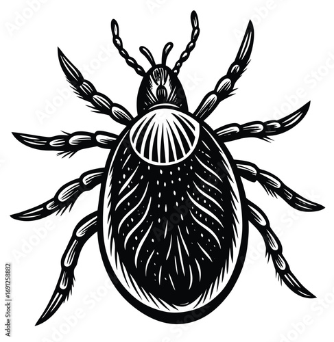 A vector illustration of a black spider on a white background, perfect for a tattoo or halloween design symbol