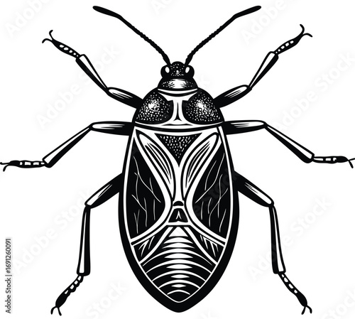 Black and white illustration of a Colorado potato beetle isolated on a white background