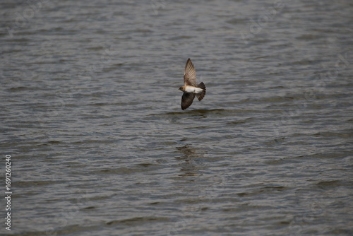 northern rough winged swallow bird flying over water