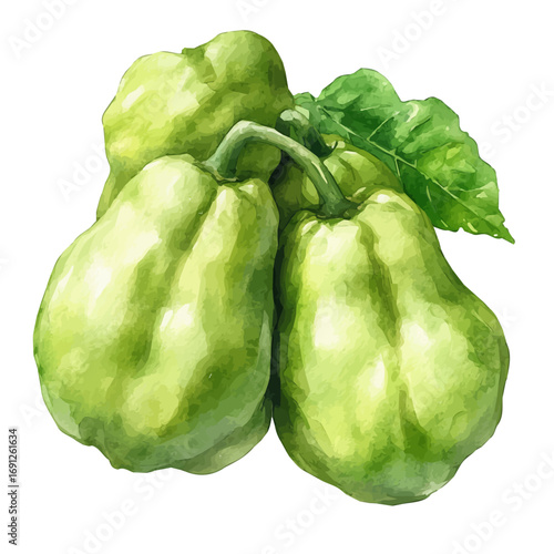 Chayote, watercolor illustration vector, isolated on a white background.
