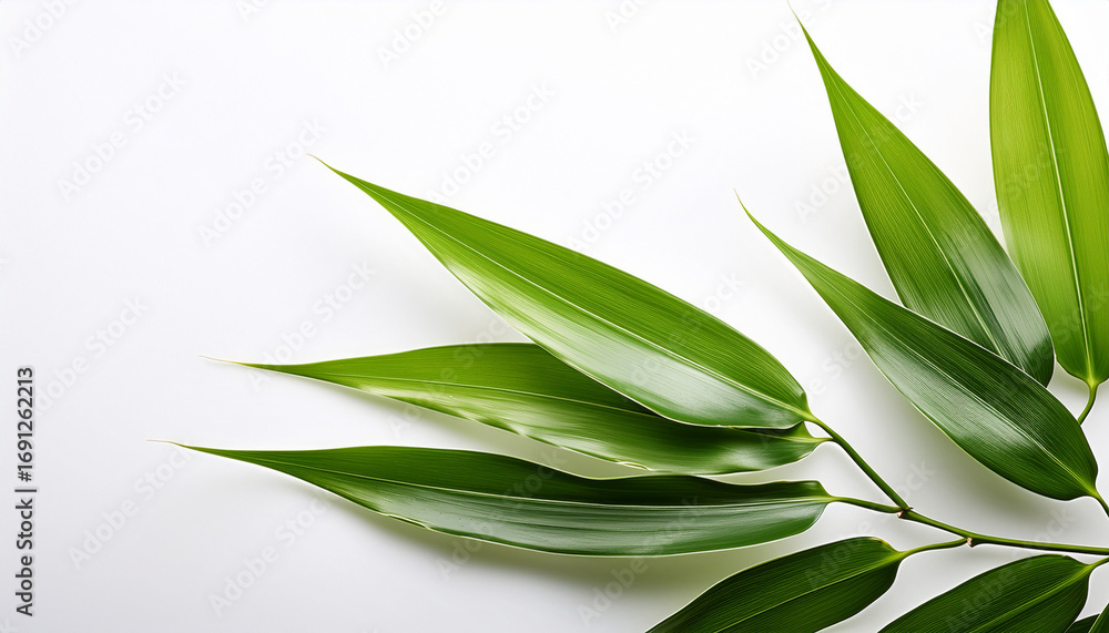 Fototapeta premium Tranquil Green Bamboo Leaves On White Background A Serene Natural Design Serene