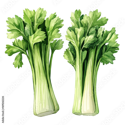 Celery, watercolor illustration vector, isolated on a white background.