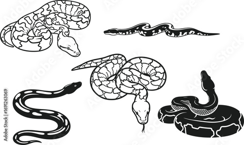 Black and white snake illustration, stylized reptile drawing, coiled serpent art, intricate scale pattern, wildlife design, exotic animal graphic, vector silhouette