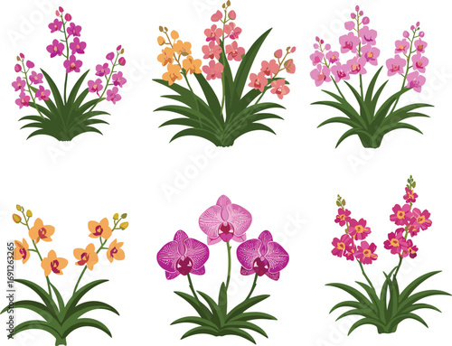 Orchid flowers illustration, tropical botanical art, colorful floral design, exotic plant drawing, vibrant garden bloom, nature clipart, decorative blossom print