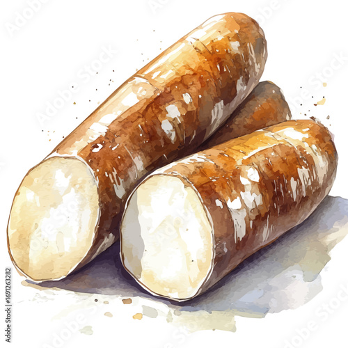 Cassava, watercolor painting vector, isolated on a white background.
