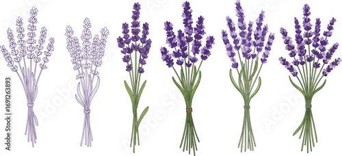 Lavender flower bundle vector set with hand-drawn and colored illustrations for botanical design, herbal packaging, natural cosmetic and decor.
