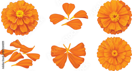 Marigold flower and petal vector set for decoration, festive design, floral craft, Indian tradition, digital artwork, and celebration.