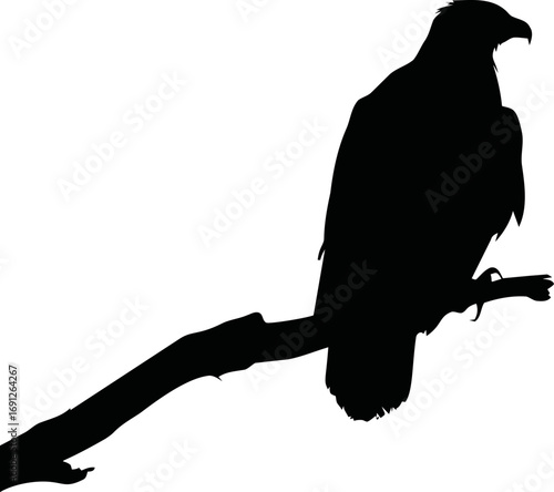 Eagle vector hand drawn line art in nature, eagle silhouette perched on branch — stock vector