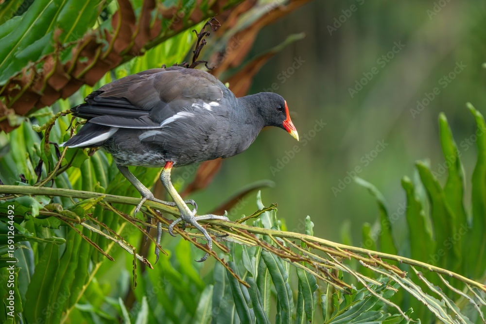 Obraz premium Common Moorhen (common gallinule) on a Branch