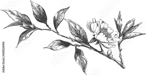 Botanical vector sketch hand drawn line art in nature, botanical illustration of blooming flower branch — stock vector