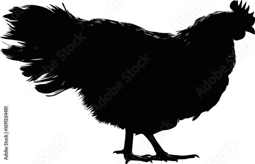Chicken vector hand drawn line art on icon, chicken silhouette with detailed feathers — stock vector