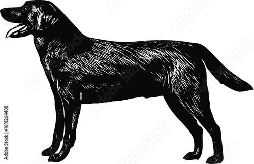 Canine vector hand drawn line art in silhouette, black labrador retriever silhouette in vintage — stock vector