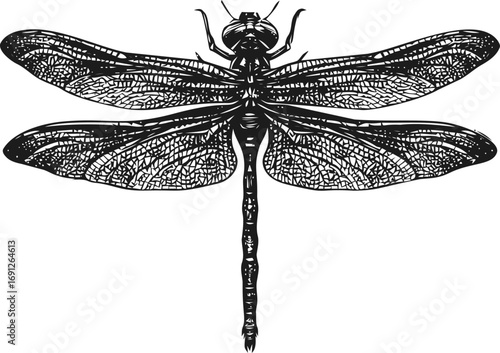 Dragonfly vector sketch hand drawn line art on icon, dragonfly detailed black and white vintage — stock vector