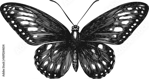 Botanical vector sketch hand drawn line art in nature, vintage butterfly engraving in black — stock vector