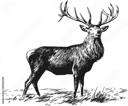 Deer vector sketch hand drawn in nature, deer standing in grass vintage engraving — stock vector