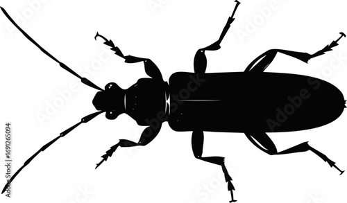 Beetle vector hand drawn line art in nature, beetle silhouette in minimal black — stock vector