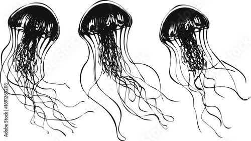 Jellyfish vector sketch hand drawn line art in nature, jellyfish trio in black ink style — stock vector