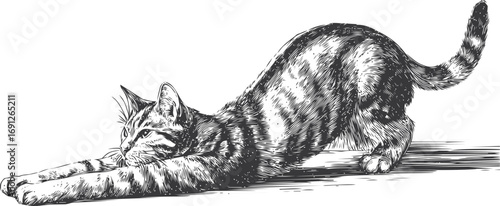 Cat vector sketch hand drawn line art in nature, stretching cat engraving style — stock vector