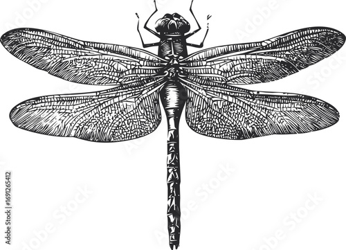 Dragonfly vector hand drawn line art in nature, dragonfly detailed vintage illustration, black — stock vector