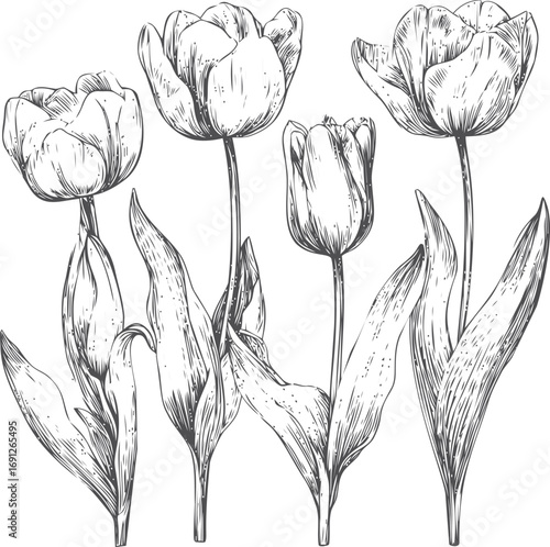 Hand vector sketch hand drawn line art in nature, tulip flowers vintage botanical — stock vector